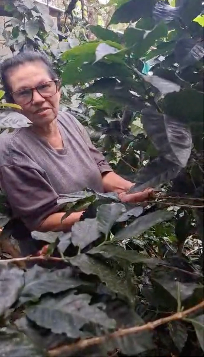 Colombian coffee producer inspecting coffee plants at her family farm