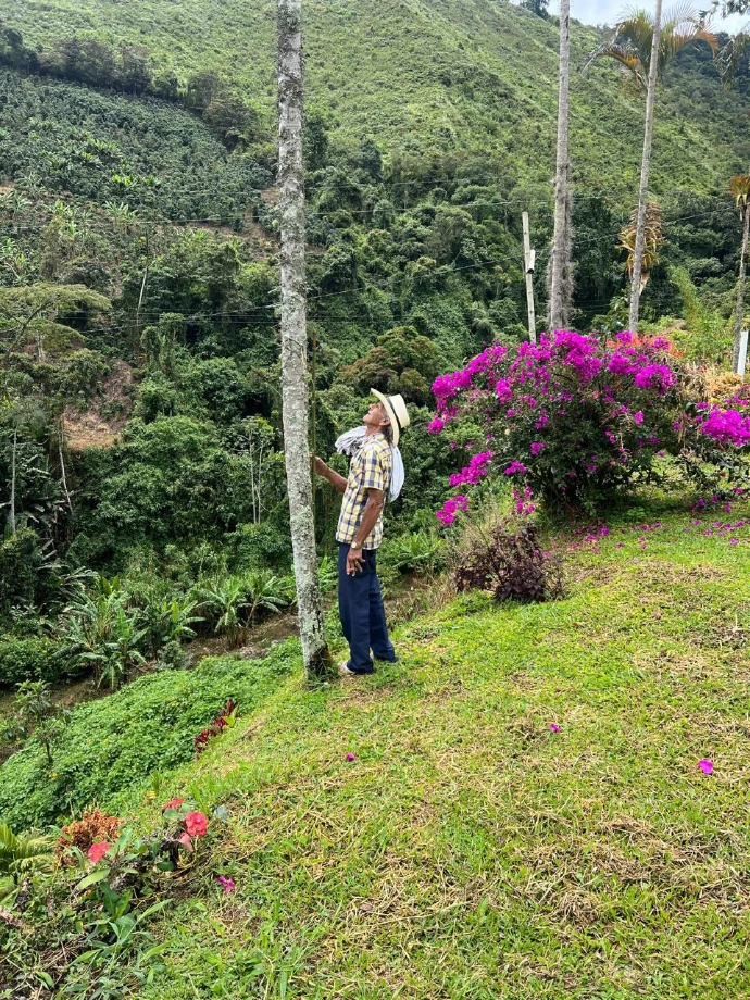 Coffee farmer walking through the shaded garden of a Colombian coffee farm